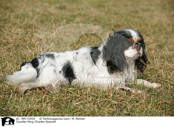 Cavalier King Charles Spaniel / Cavalier King Charles Spaniel / RR-10404