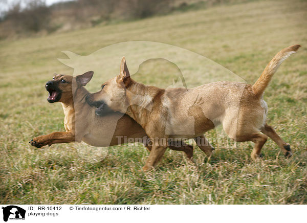 spielende Hunde / playing dogs / RR-10412