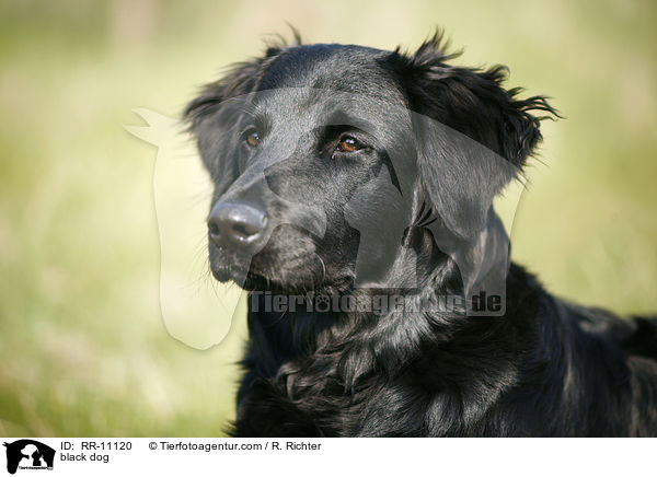 black dog / RR-11120