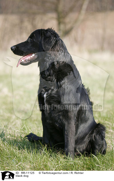 black dog / RR-11125