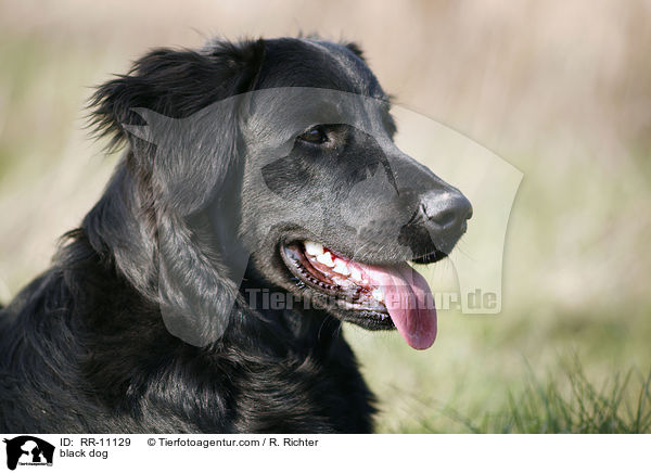 black dog / RR-11129