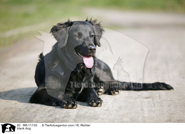 schwarzer Hund / black dog / RR-11130