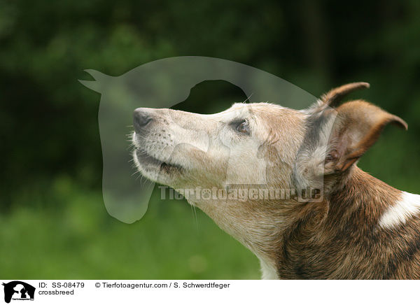 alter Foxterrier-Mischling / crossbreed / SS-08479