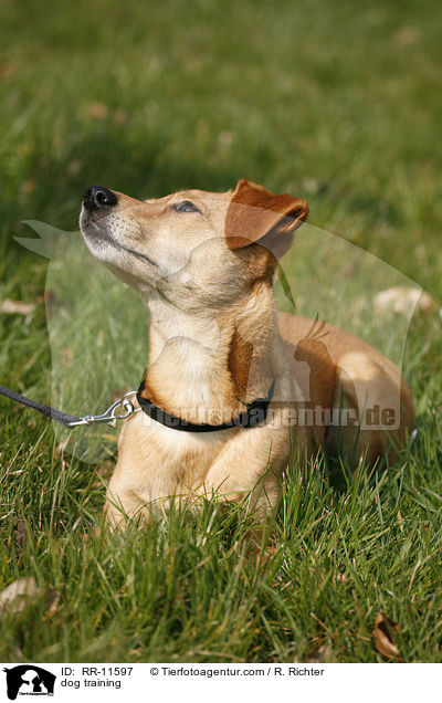 Hundeerziehung / dog training / RR-11597