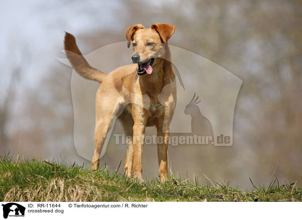 Mischlings Hund / crossbreed dog / RR-11644