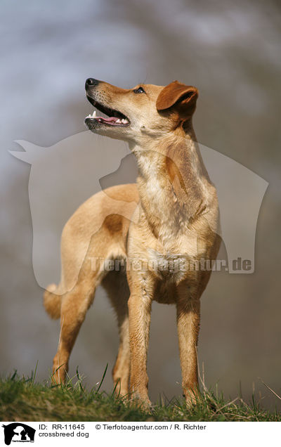 Mischlings Hund / crossbreed dog / RR-11645