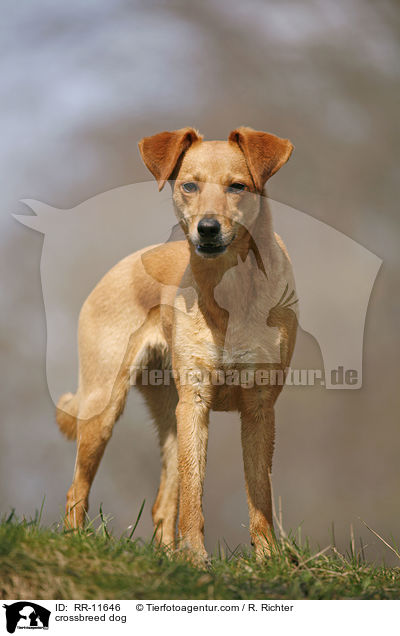 Mischlings Hund / crossbreed dog / RR-11646