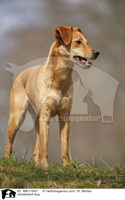 Mischlings Hund / crossbreed dog / RR-11647