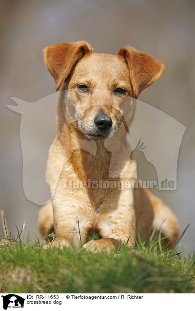 Mischlings Hund / crossbreed dog / RR-11653