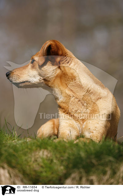 Mischlings Hund / crossbreed dog / RR-11654