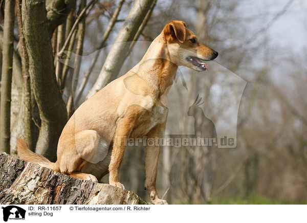 sitzender Hund / sitting Dog / RR-11657