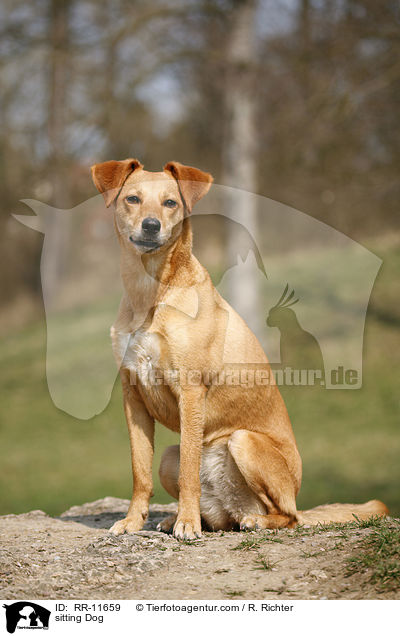 sitzender Hund / sitting Dog / RR-11659