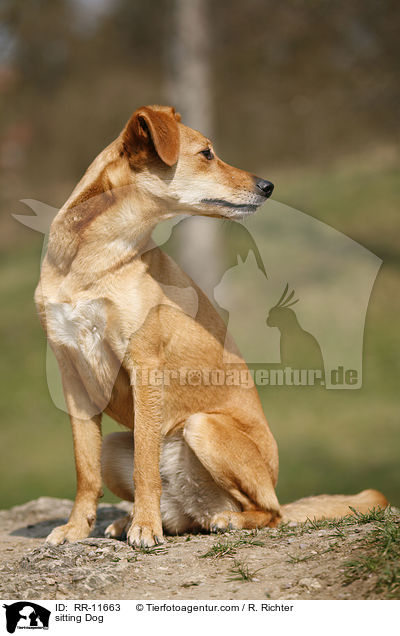 sitzender Hund / sitting Dog / RR-11663