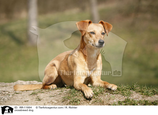 Mischlings Hund / crossbreed dog / RR-11664