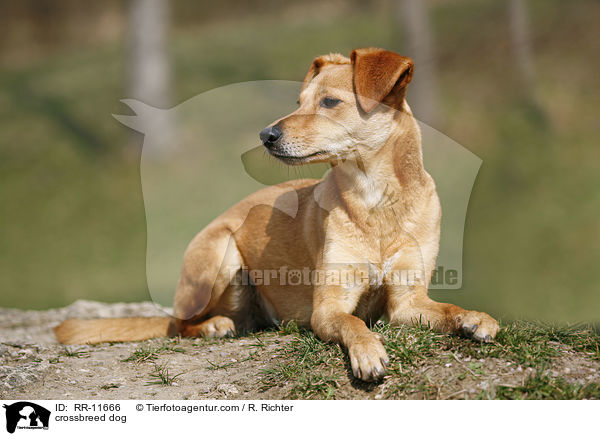 Mischlings Hund / crossbreed dog / RR-11666