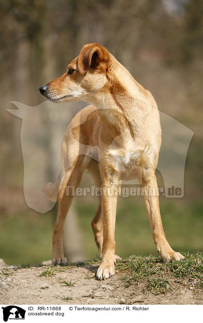 Mischlings Hund / crossbreed dog / RR-11668