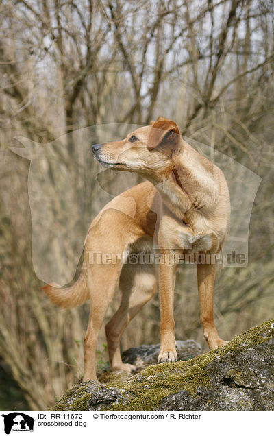 Mischlings Hund / crossbreed dog / RR-11672