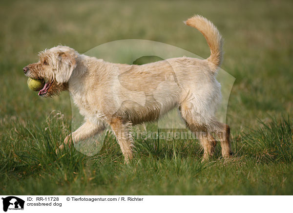 Mischling Hund / crossbreed dog / RR-11728