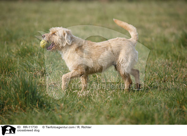 Mischling Hund / crossbreed dog / RR-11730
