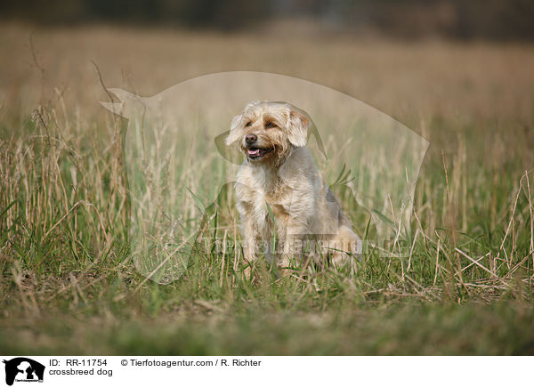 Mischling Hund / crossbreed dog / RR-11754
