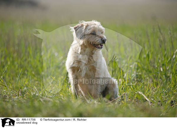 Mischling Hund / crossbreed dog / RR-11756
