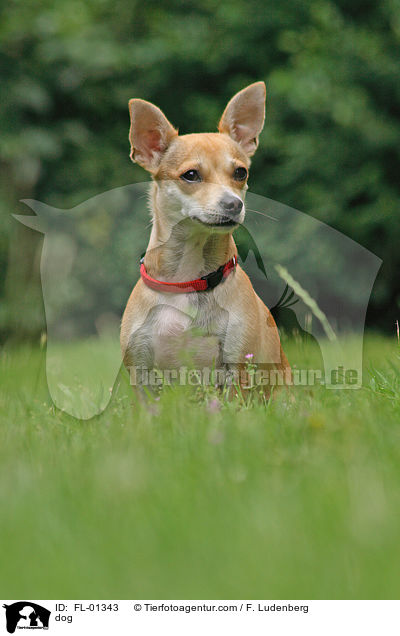 Chihuahua-Mischling / dog / FL-01343