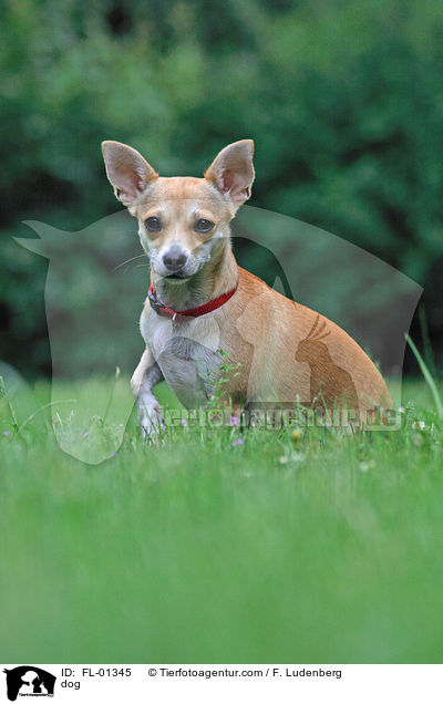 Chihuahua-Mischling / dog / FL-01345