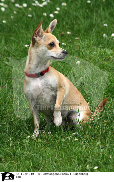 Chihuahua-Mischling / dog / FL-01349
