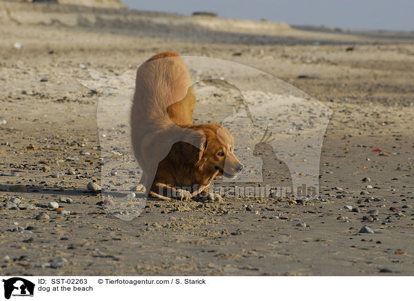 Mischling am Strand / dog at the beach / SST-02263