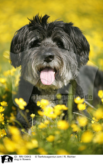 Hund im Blumenmeer / dog in flowers / RR-13643