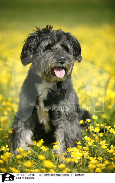 Hund im Blumenmeer / dog in flowers / RR-13645
