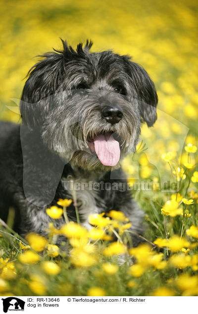 Hund im Blumenmeer / dog in flowers / RR-13646