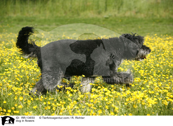 Hund im Blumenmeer / dog in flowers / RR-13650