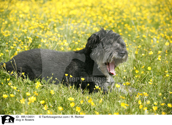 Hund im Blumenmeer / dog in flowers / RR-13651