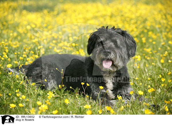 Hund im Blumenmeer / dog in flowers / RR-13652