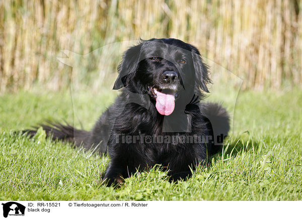 schwarzer Hund / black dog / RR-15521