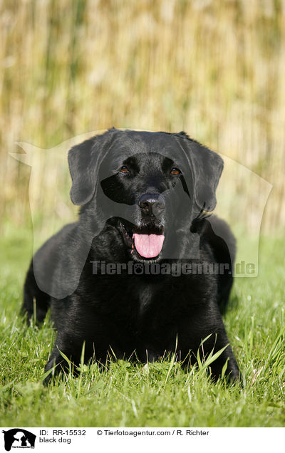 schwarzer Hund / black dog / RR-15532