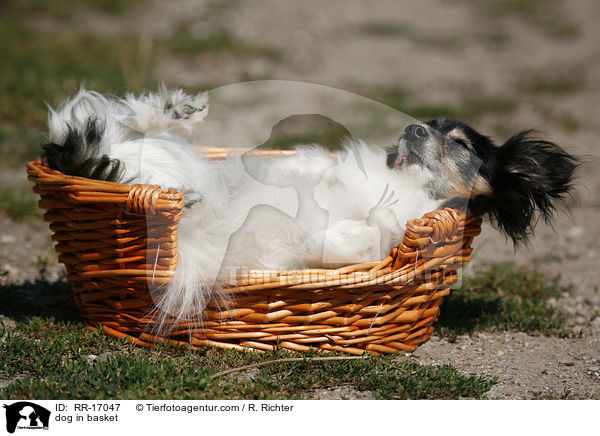 Hund liegt im Krbchen / dog in basket / RR-17047