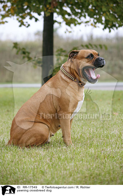 ghnender Molosser Mischling / yawning crossbreed dog / RR-17549