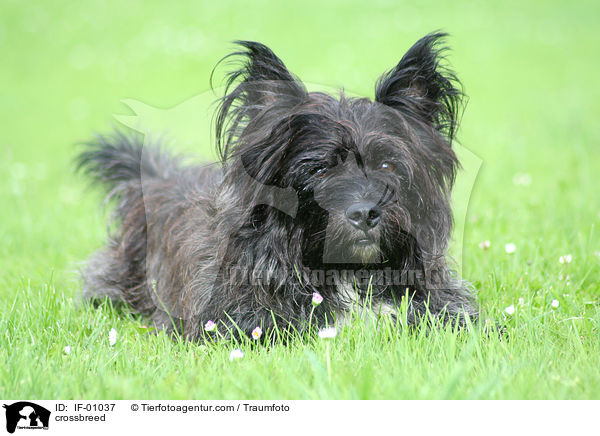 West-Highland-White-Terrier-Mischling / crossbreed / IF-01037