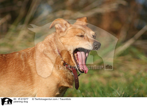 ghnender Hund / yawning dog / IF-01977