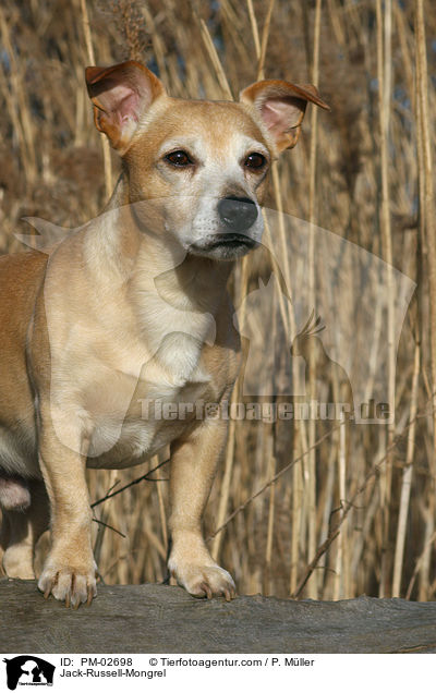Jack-Russell-Mischling / Jack-Russell-Mongrel / PM-02698