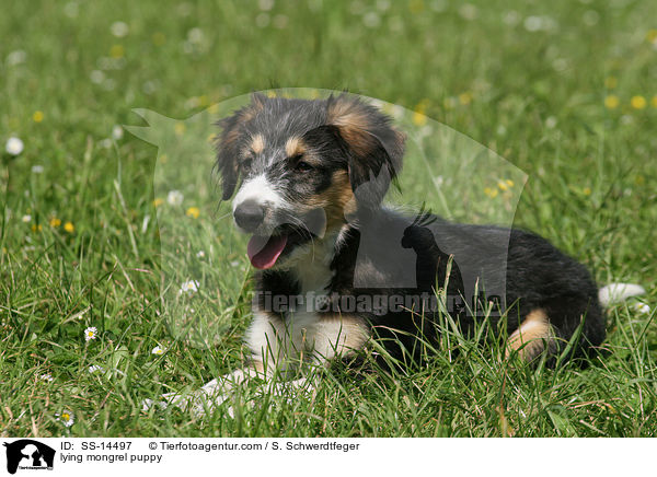 liegender Border-Collie-Mischling Welpe / lying mongrel puppy / SS-14497