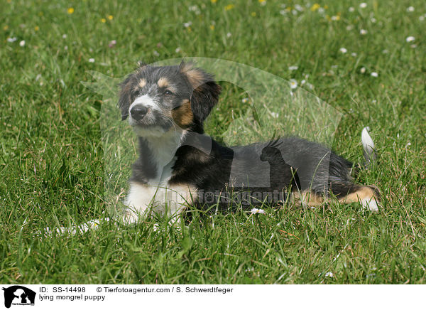 liegender Border-Collie-Mischling Welpe / lying mongrel puppy / SS-14498