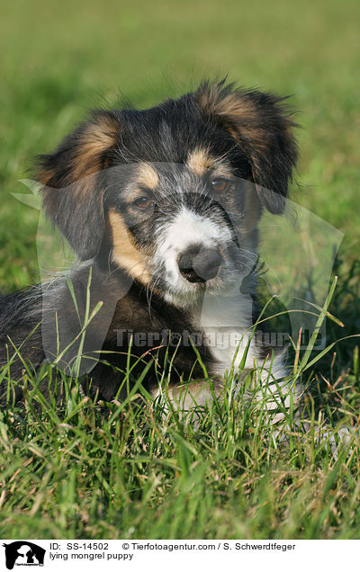 liegender Border-Collie-Mischling Welpe / lying mongrel puppy / SS-14502