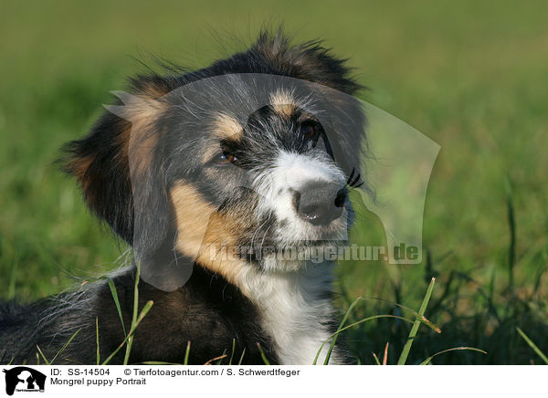 Border-Collie-Mischling Welpe im Portrait / Mongrel puppy Portrait / SS-14504