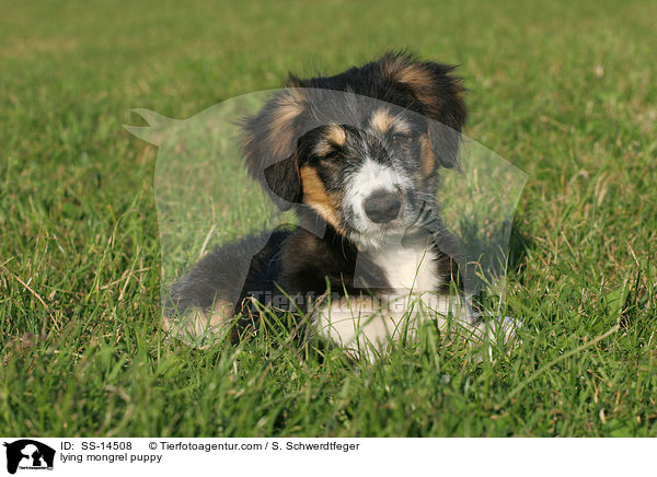 liegender Border-Collie-Mischling Welpe / lying mongrel puppy / SS-14508