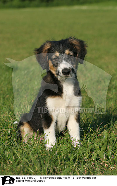 sitzender Border-Collie-Mischling Welpe / sitting Mongrel puppy / SS-14509