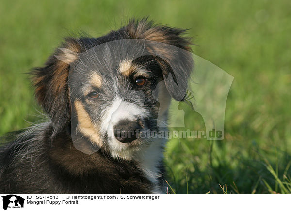 Border-Collie-Mischling im Portrait / Mongrel Puppy Portrait / SS-14513