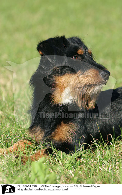 liegender Dackel-Schnauzer-Mischling / lying dachshund-schnauzer-mongrel / SS-14538